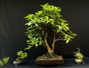 Ficus Virens