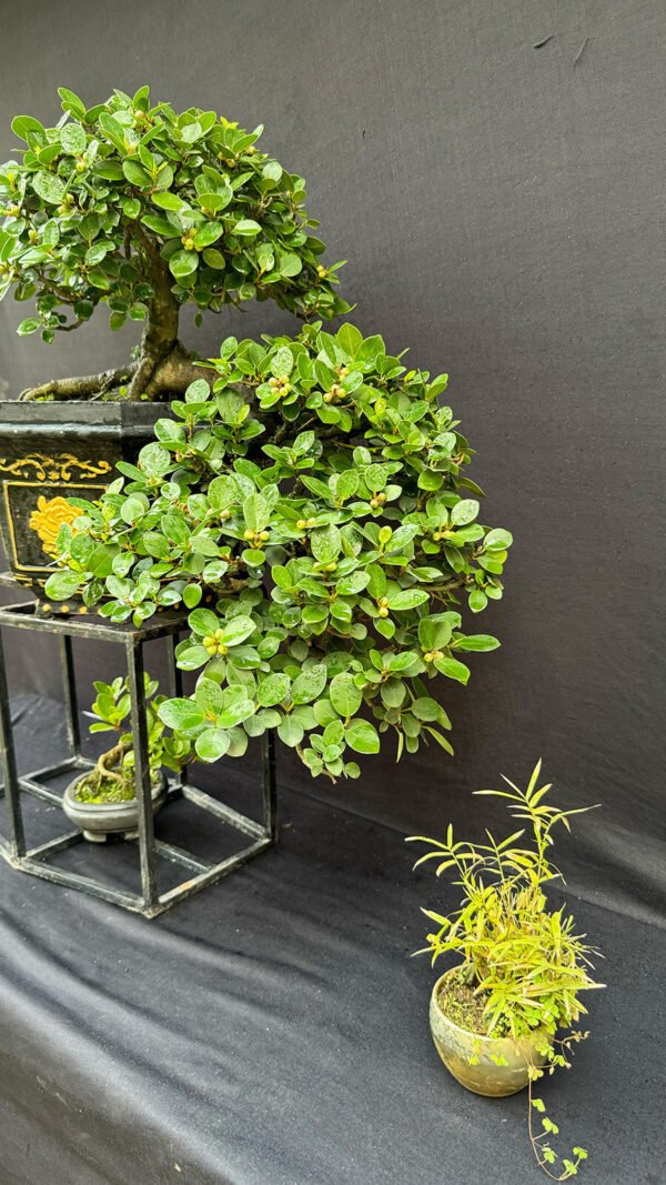 Ficus Microcarpa Bonsai - Image 2