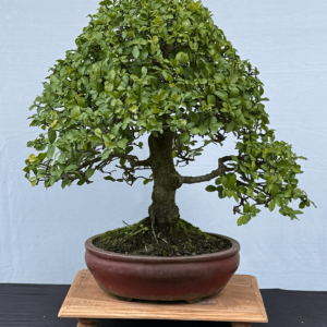 Streblus Asper Bonsai