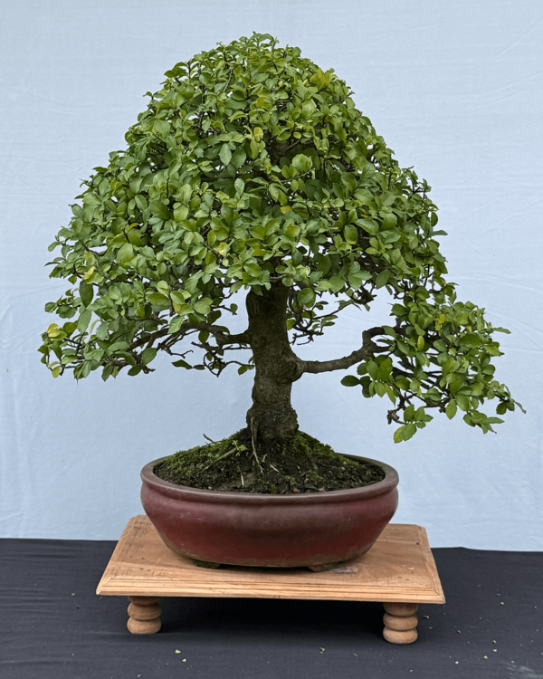 Streblus Asper Bonsai