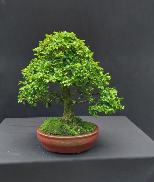 Streblus Asper Bonsai - Image 2